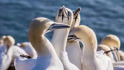 开云体育登录-山东男篮分享邱彪发布会片段：球队战胜辽宁赢得两连胜