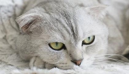 开云体育登录-山东男篮分享邱彪发布会片段：球队战胜辽宁赢得两连胜